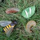 Realistic Nature Butterfly Bee Growth Child Education Learning Teaching Toys