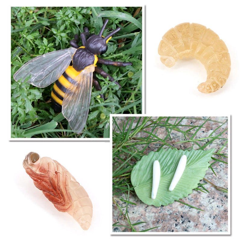 Realistic Nature Butterfly Bee Growth Child Education Learning Teaching Toys