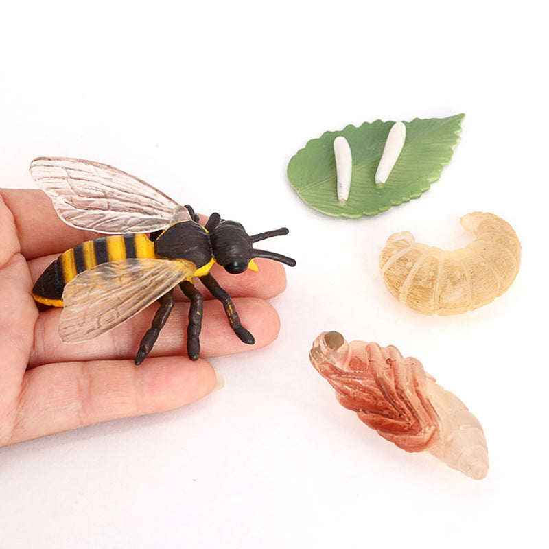 Realistic Nature Butterfly Bee Growth Child Education Learning Teaching Toys