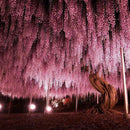 Egrow15Pcs/Bag Rare Wisteria Flower Seeds Purple Wisteria Sinensis Sweet Seed for Home Garden Plant