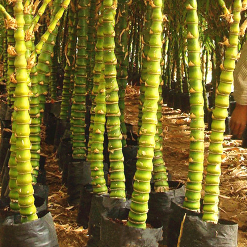 Egrow 50Pcs/Pack Bamboo Seeds Decorative Bamboo Bonsai Herb Bonsai Plant For DIY Home Garden