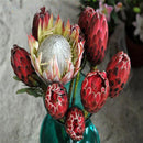 Egrow 50 Pcs/Pack Protea Seeds Rare Protea Cynaroides Bonsai Easy Planting Rare Bonsai Flower Bonsai Rare Flower