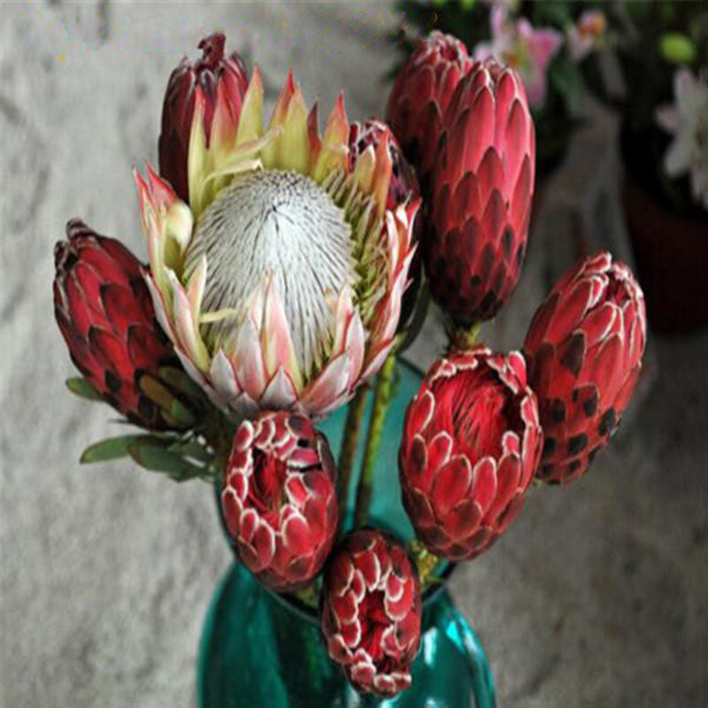 Egrow 50 Pcs/Pack Protea Seeds Rare Protea Cynaroides Bonsai Easy Planting Rare Bonsai Flower Bonsai Rare Flower