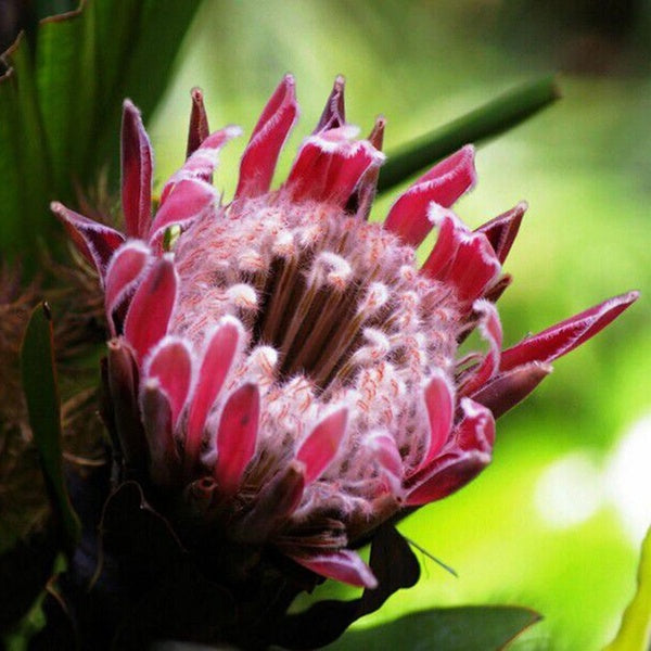 Egrow 50Pcs/Pack Protea Cynaroides Seeds Rare Bonsai Potted Flower Seed Home Garden Plants