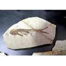 China 150 Million Years Ago Genuine Bony Fosslien Lycoptera Real Fossil Fish Decorations