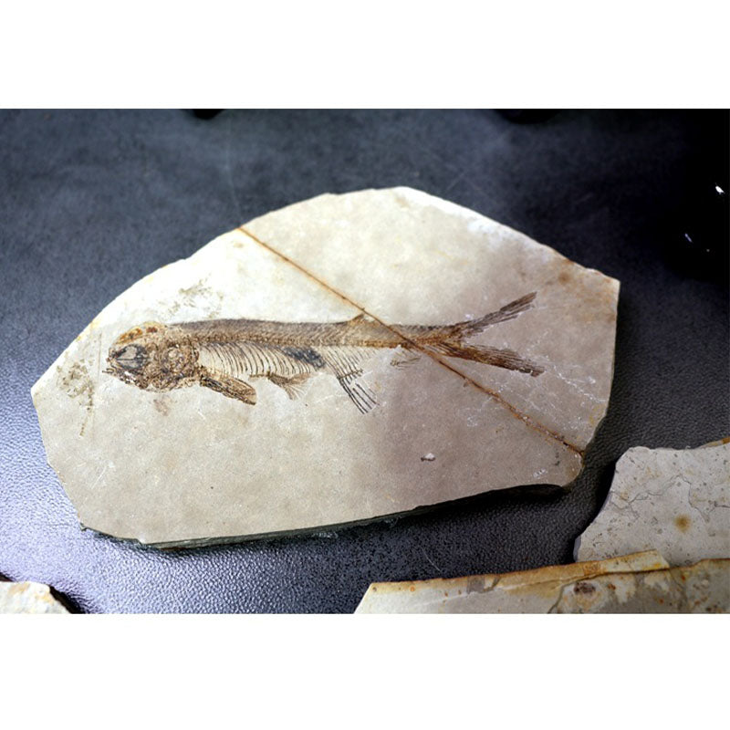 China 150 Million Years Ago Genuine Bony Fosslien Lycoptera Real Fossil Fish Decorations