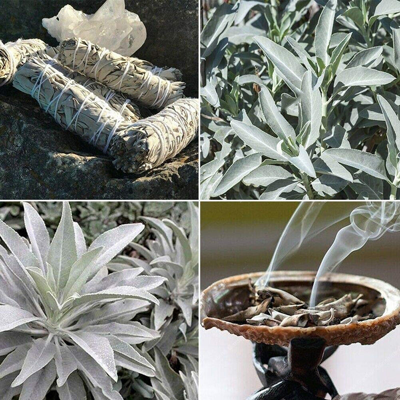 Egrow 100Pcs/Pack White Sage Seeds White Sage Bonsai Organic Herbs Salvia Apiana Medicinal Rare Perennial Leaves Heirloom Natural Plant