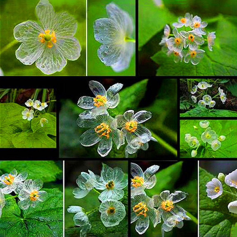Egrow100Pcs/Bag Umbrella Leaf Dysosma Pleiantha Seeds Transparent Flower Seeds Delicate Garden Seed