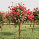 Egrow 100Pcs Red Rose Tree Seeds DIY Home Garden Potted Balcony Yard Flower Plant