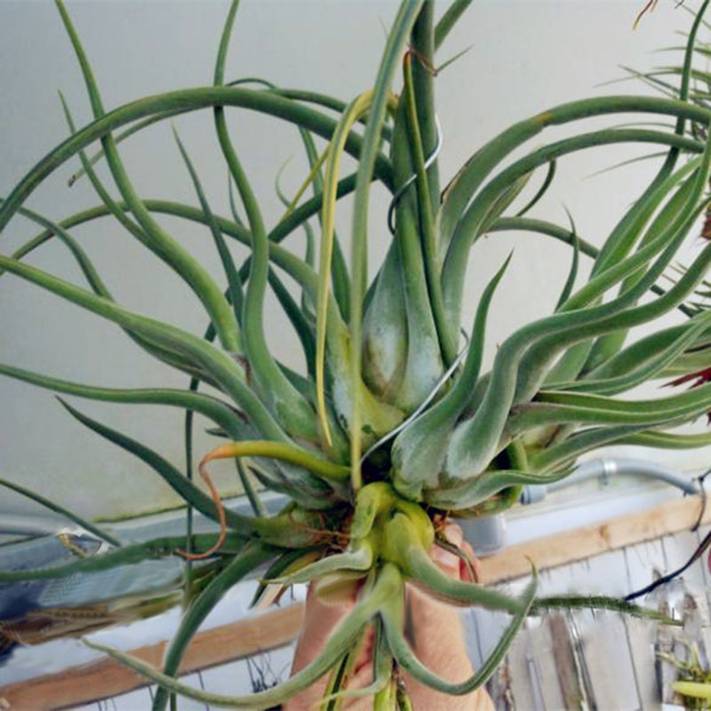 Egrow 100Pcs/Pack Tillandsia Seeds Bonsai Potted Flower Bonsai Purple Chinese Rare Bonsai Decoration For Home and Garden