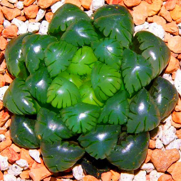 Egrow 100Pcs/Pack Lotus Lithops Succulent Seeds Pseudotruncatella Garden Plants Flower Bonsai Seed