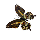 12 Pieces Night Glow Multicolor Butterfly Wall Stickers Art Decal Bathroom Bedroom Home Decor