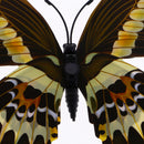 12 Pieces Night Glow Multicolor Butterfly Wall Stickers Art Decal Bathroom Bedroom Home Decor