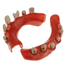 Halloween Horror Pirate Costume Teeth Fancy Dress Props Accessories