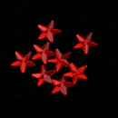 Pack of 500pcs Star Table Confetti Scatter Party DIY Accessories 10mm