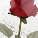 Led Preserved Rose Flower with Glass Box Gifts for Valentine's Day Anniversary, Birthday Party