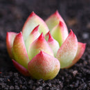 Egrow 100Pcs/Pack Echeveria Succulents Lithops Seeds Home Garden Bonsai Flower Seeds Planting