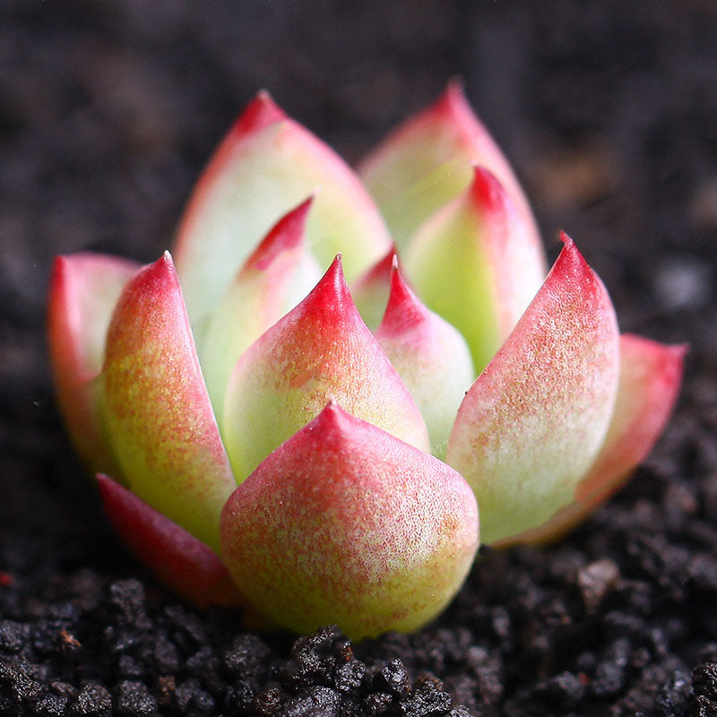 Egrow 100Pcs/Pack Echeveria Succulents Lithops Seeds Home Garden Bonsai Flower Seeds Planting