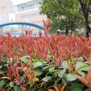 Egrow 50 Pcs/Pack Serrulata Seeds Photinia Serrulata Tree Plant Red Robin Home Garden Decoration