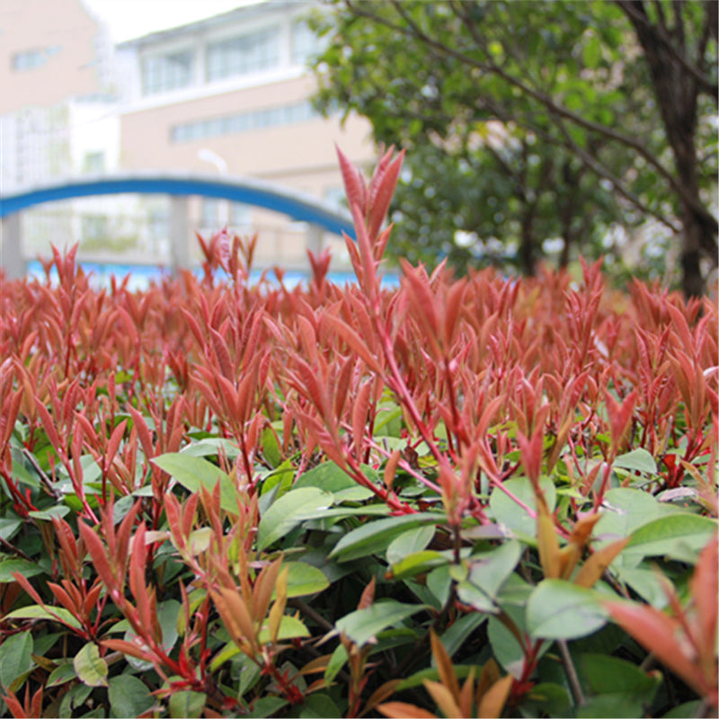 Egrow 50 Pcs/Pack Serrulata Seeds Photinia Serrulata Tree Plant Red Robin Home Garden Decoration