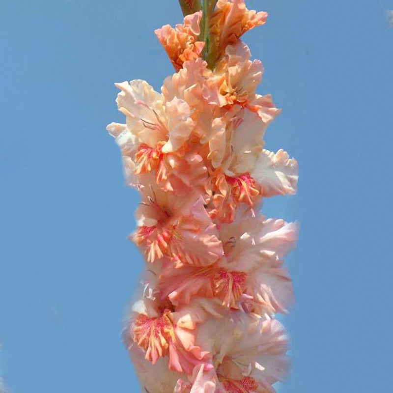 Egrow 100 PCS Perennial Gladiolus Flower Seeds  Garden Aerobic Potted Plants Sword Lily Flowers