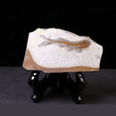 China 150 Million Years Ago Genuine Bony Fosslien Lycoptera Real Fossil Fish Decorations