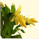 Egrow 20PCS/Pack Zygocactus Truncatus Seeds Schlumbergera Plants Easy To Grow Indoor Potted Plants