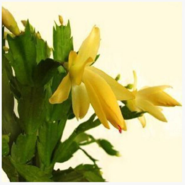 Egrow 20PCS/Pack Zygocactus Truncatus Seeds Schlumbergera Plants Easy To Grow Indoor Potted Plants