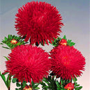 Egrow 30Pcs/Pack Multi-color Aster Bonsai Seeds Chinese Chrysanthemum Flower Garden for Home Gaden Plants