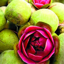 Egrow 50 Pcs/Pack Purple Radish Seeds Red Radish Fruit And Vegetable Bonsai Xinlimei Binsai Garden Plant