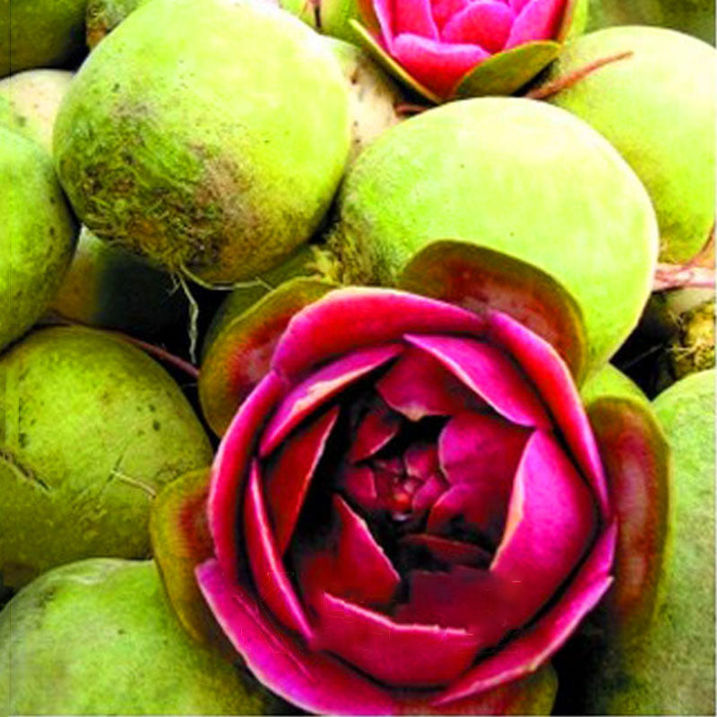 Egrow 50 Pcs/Pack Purple Radish Seeds Red Radish Fruit And Vegetable Bonsai Xinlimei Binsai Garden Plant