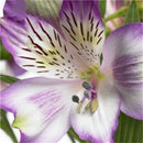 Egrow 100PCS/Pack Lily Seeds Peruvian Lily Alstroemeria Bonsai Plants Beautiful Lily Flower For Home & Garden Decoration