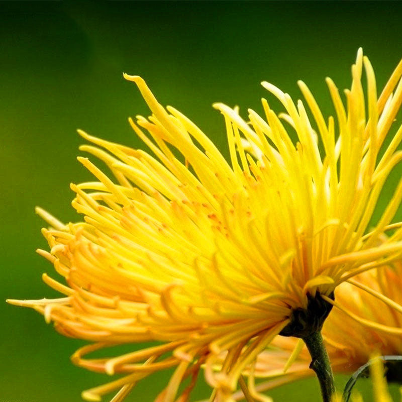 Egrow 100 Pcs/Pack Chrysanthemum Seeds Yellow Chrysanthemum Bonsai DIY Gardening Flower Plant