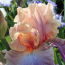 Egrow 50Pcs/Bag Iris Tectorum Seeds Rare Iris Seeds Bonsai Flower Seeds Heirloom Iris Tectorum Seeds