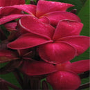 Egrow 100Pcs/Pack Plumeria Seeds Hawaiian Frangipani Flower Garden Wedding Party Decorations