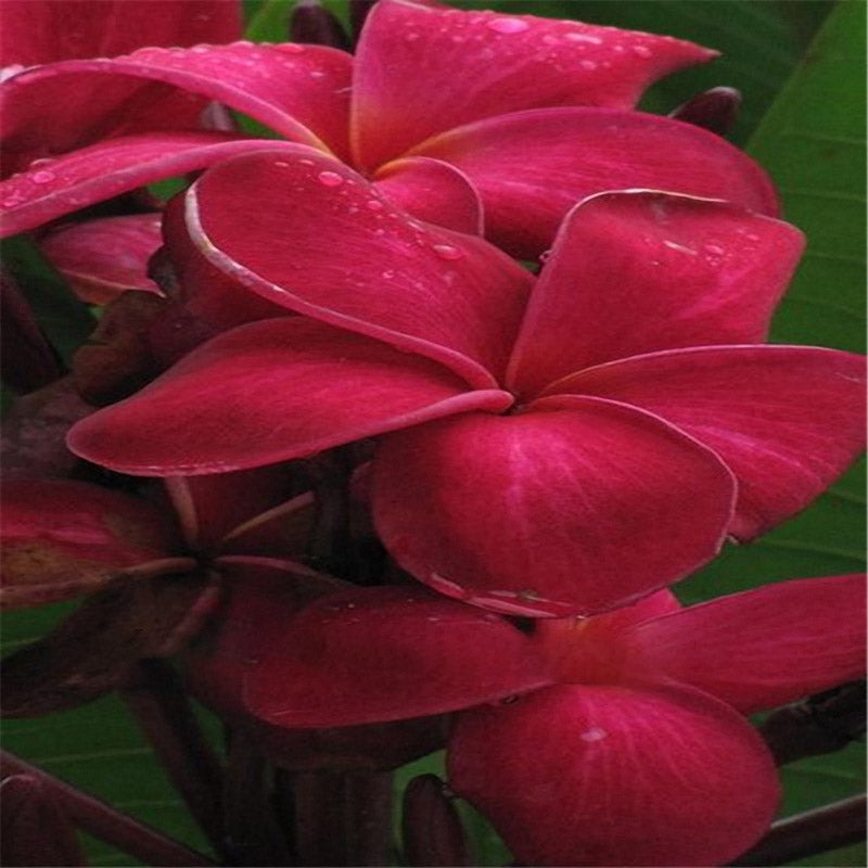 Egrow 100Pcs/Pack Plumeria Seeds Hawaiian Frangipani Flower Garden Wedding Party Decorations