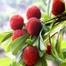 Egrow 10Pcs/Pack Arbutus Seeds Delicious Sweet Sour Chinese Fruit Seeds Farm Garden Plants Tree Seed