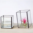 Water Planting 20cm Height Square Shaped Tabletop Glass Geometric Succulent Plant Terrarium Box Planter Flower Pot for Fern Moss