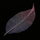 Decorative Skeleton Leaves Scrapbooking Embellishment Cardmaking Bookmark Supplies Pack Of 50PCS Purple+Pink