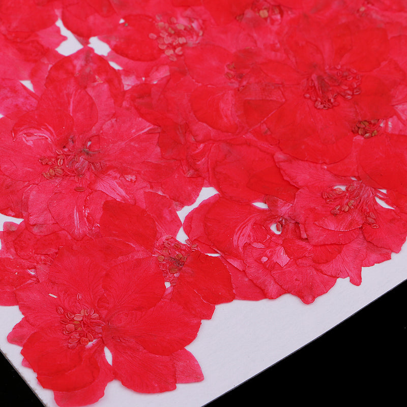 1 Set of 50PCS Pressed Dried Flowers For Art Craft Scrapbooking Home Floral Decoration Phone Case DIY Red Delphinium