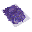 1 Set of 50PCS Pressed Dried Flowers For Art Craft Scrapbooking Home Floral Decoration Phone Case DIY Blue Delphinium