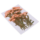 50 Pieces Natural Pressed Flowers Chrysanthemum for Card Making Floral Arranging