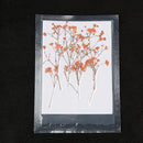 12 Pieces Pressed Real Dried Flowers Babysbreath for DIY Art Craft Scrapbooking