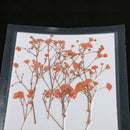 12 Pieces Pressed Real Dried Flowers Babysbreath for DIY Art Craft Scrapbooking