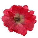 Rose Epoxy Resin Dried Flower Pendants Charms for Jewelry Making DIY Hanging Decoration w/Hole