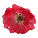 Rose Epoxy Resin Dried Flower Pendants Charms for Jewelry Making DIY Hanging Decoration w/Hole