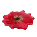 Rose Epoxy Resin Dried Flower Pendants Charms for Jewelry Making DIY Hanging Decoration w/Hole