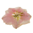 Pink Delphinium Epoxy Resin Real Dried Flower Pendant Charms for Jewelry Making DIY Necklace Earring with Hole