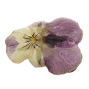 Pansy Epoxy Resin Real Dried Flower Pendant Charms for Jewelry Making DIY Necklace Earring w/Hole