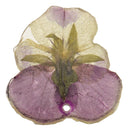 Pansy Epoxy Resin Real Dried Flower Pendant Charms for Jewelry Making DIY Necklace Earring w/Hole